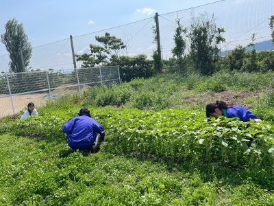 畑で育ち始めたひまわりの周りに生えている雑草を、生徒たちが取り除いている写真
