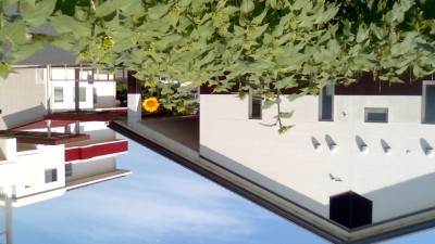 成長した幾つかのひまわりや一つだけ開花したひまわりの花を校舎らしき所を背景に写した写真