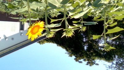 茎が上に伸びていて花が咲きそうな幾つかのひまわりと、開花したひまわりが写った写真