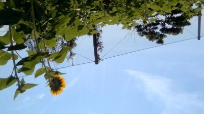 空に向かって咲いたひまわりの花を快晴の空を背景に写した写真