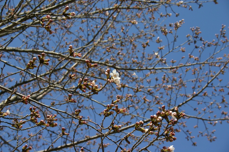 （写真）桜開花