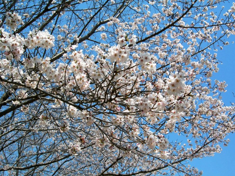 （写真）桜20130404-1