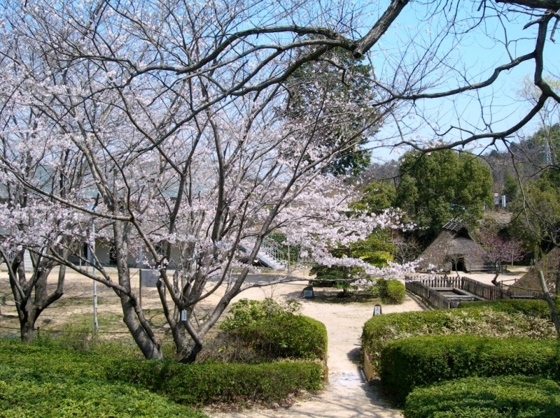 （写真）桜20130404-2