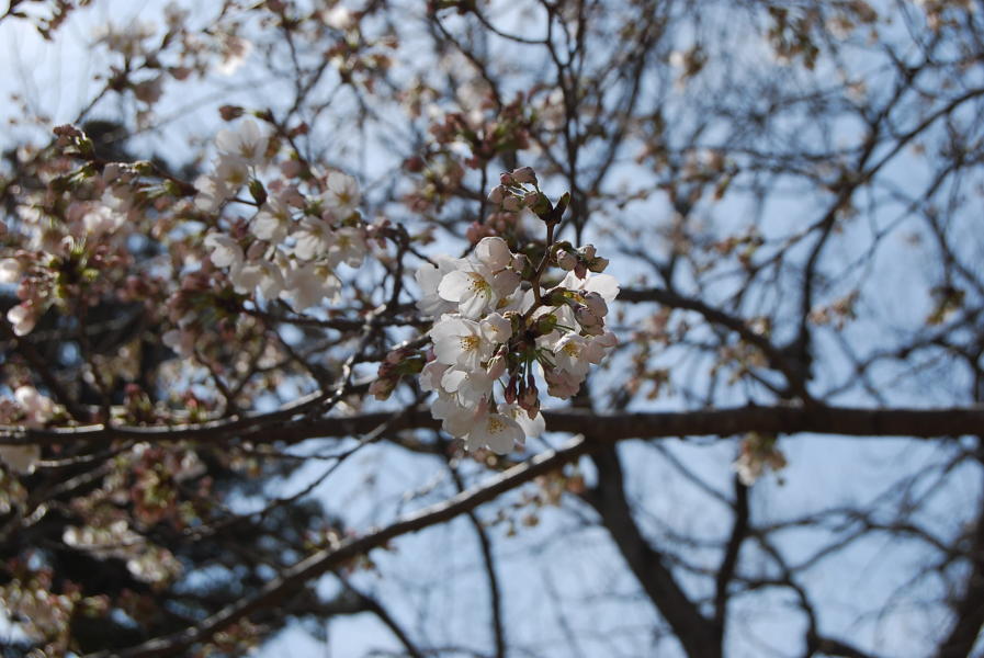 （写真）桜20140401-1
