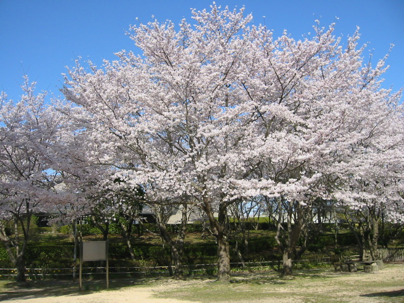 （写真）桜20100408-1