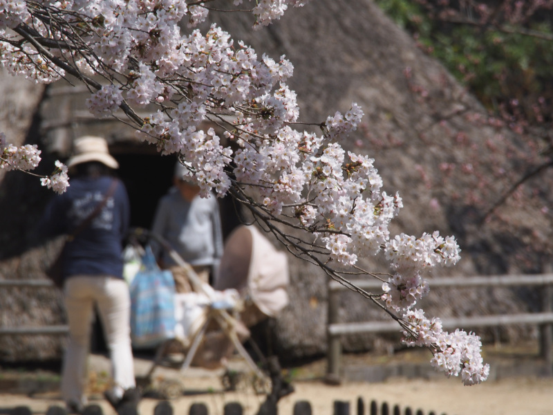 （写真）桜20150402-2