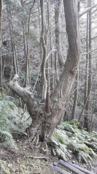 （写真）三上山の古木