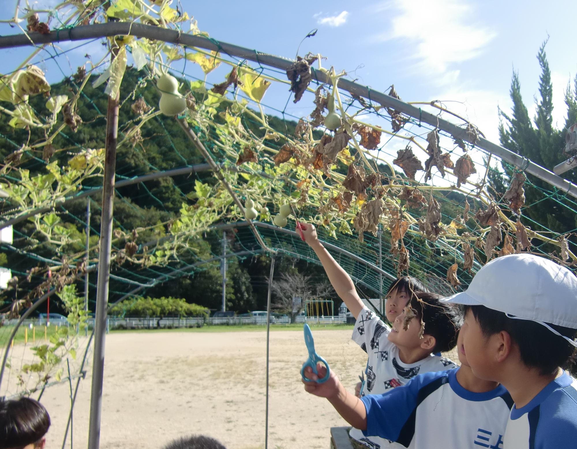 ひょうたん収穫