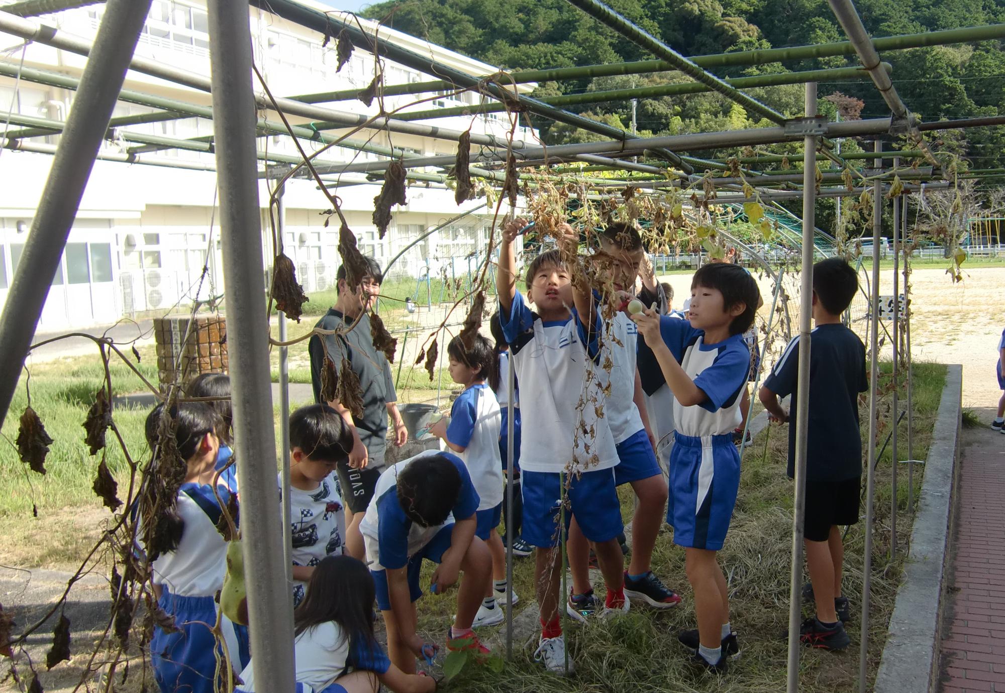 ひょうたん収穫2