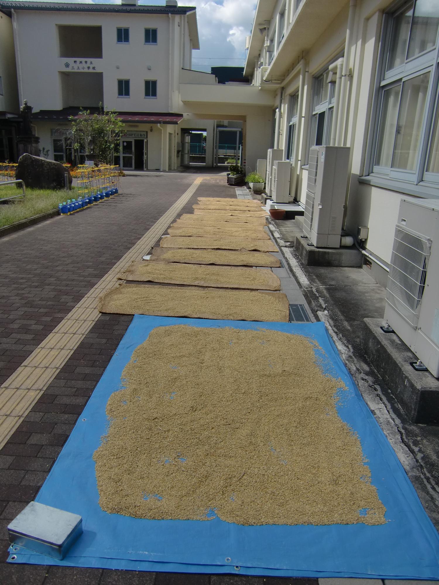 もち米天日干し