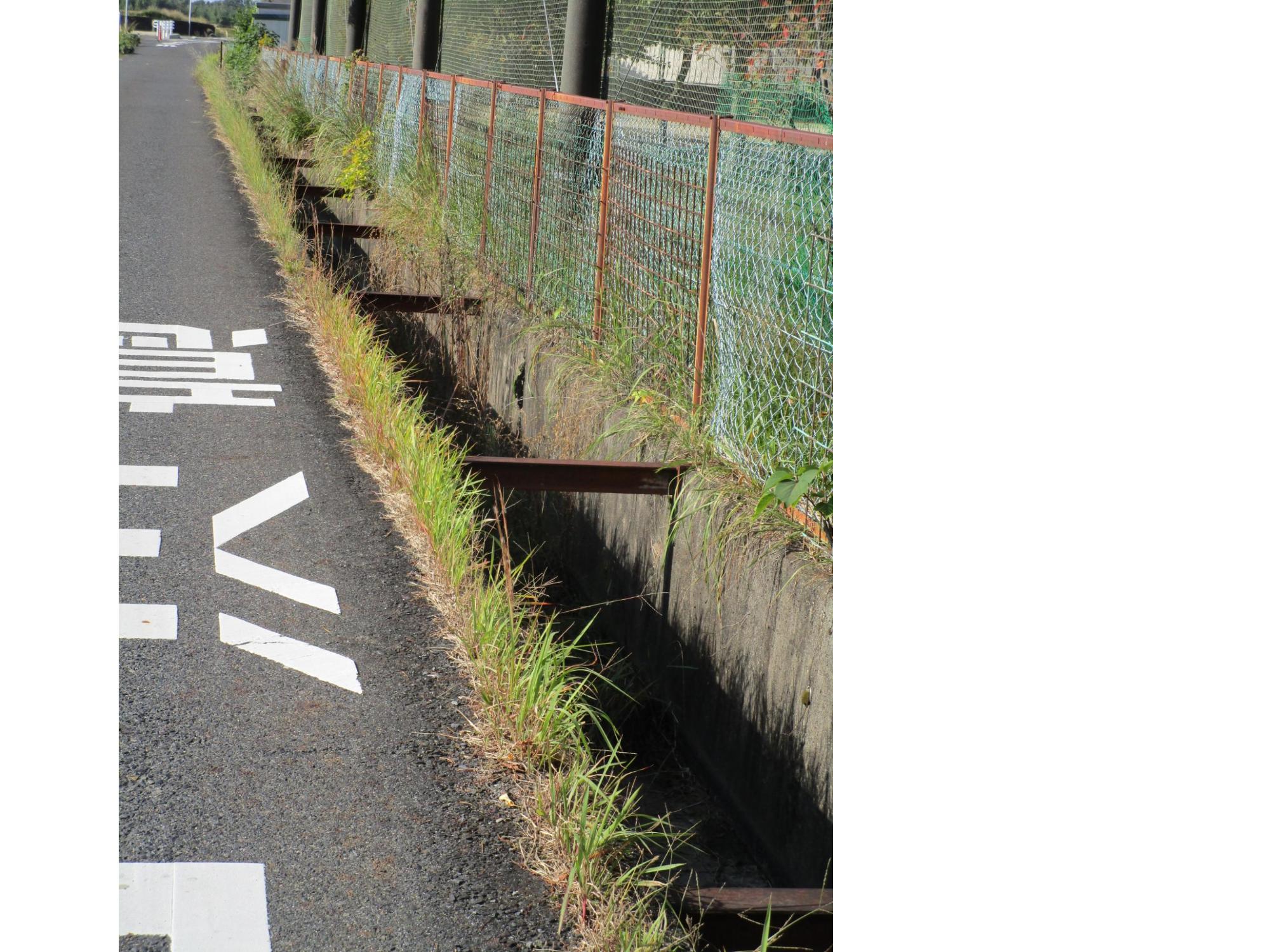 マラソンコース草刈り前