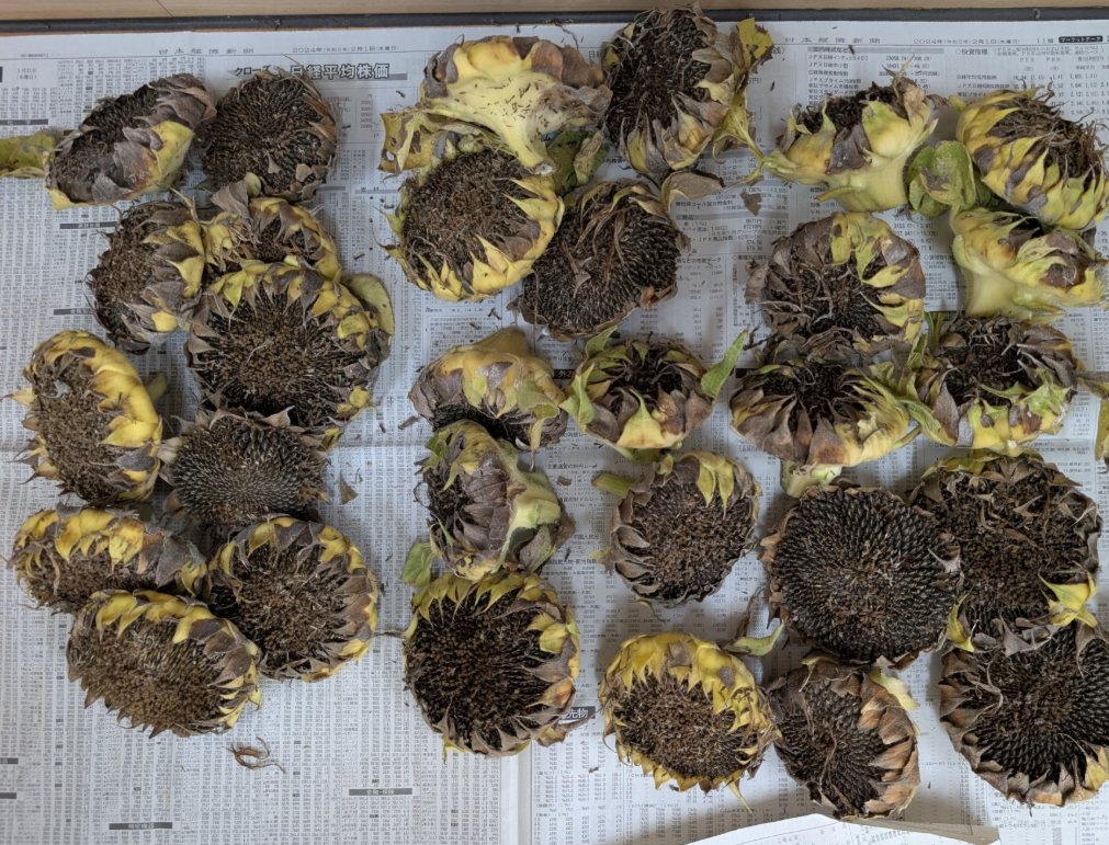 ひまわりのたね