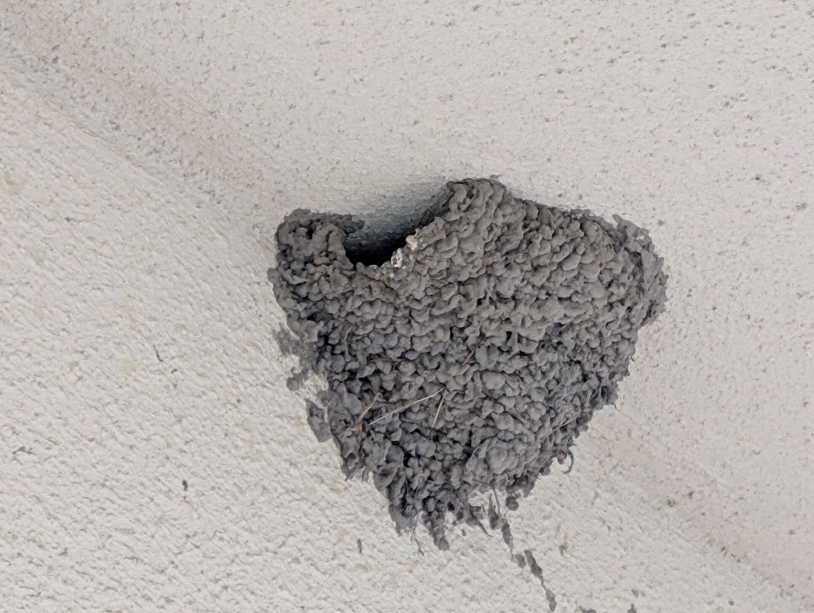 空になったツバメの巣