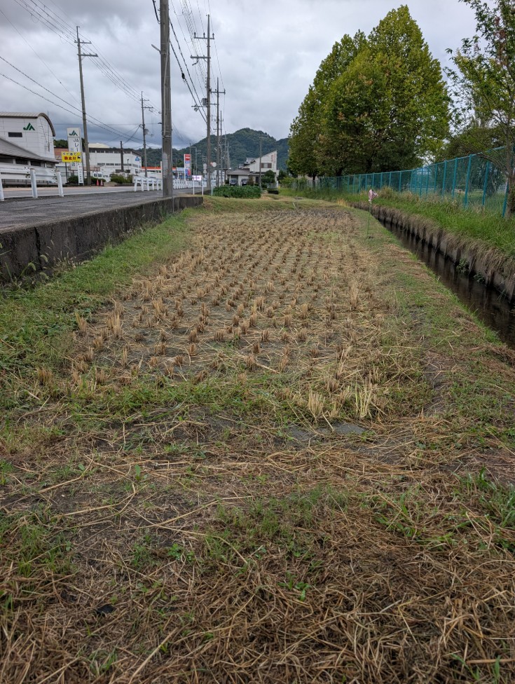 稲刈り後の学習田