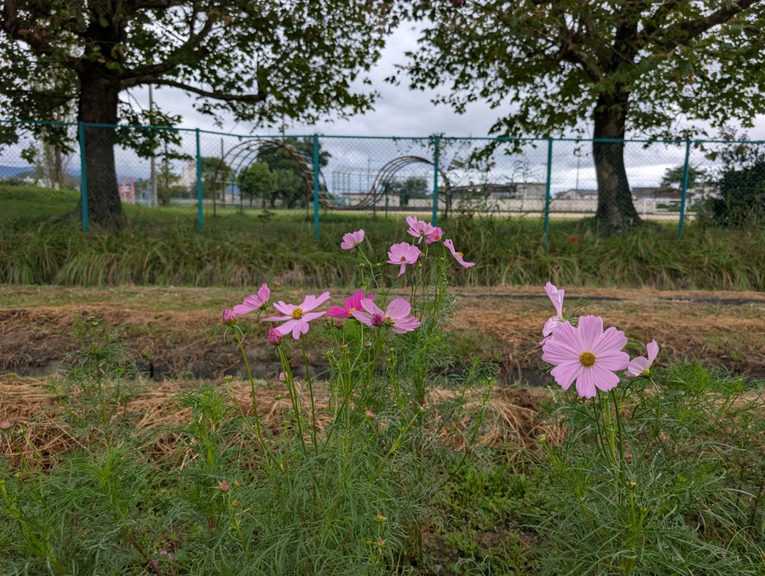 コスモス畑