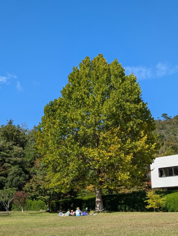 おべんとうおいしかったね