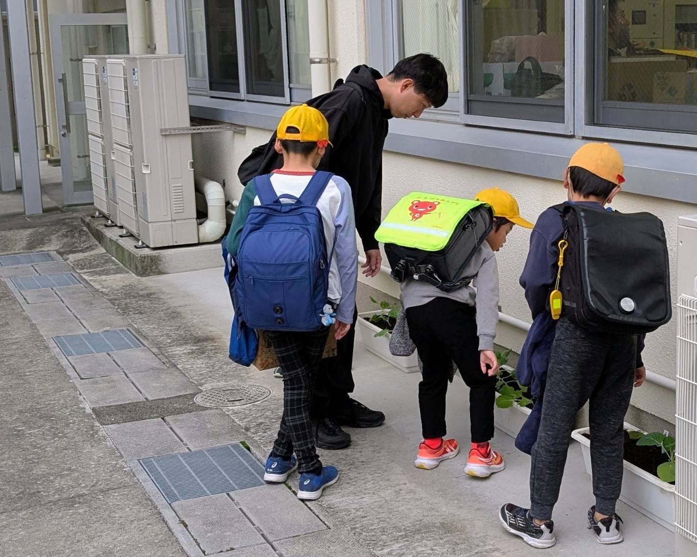 キャベツを育てよう2年生