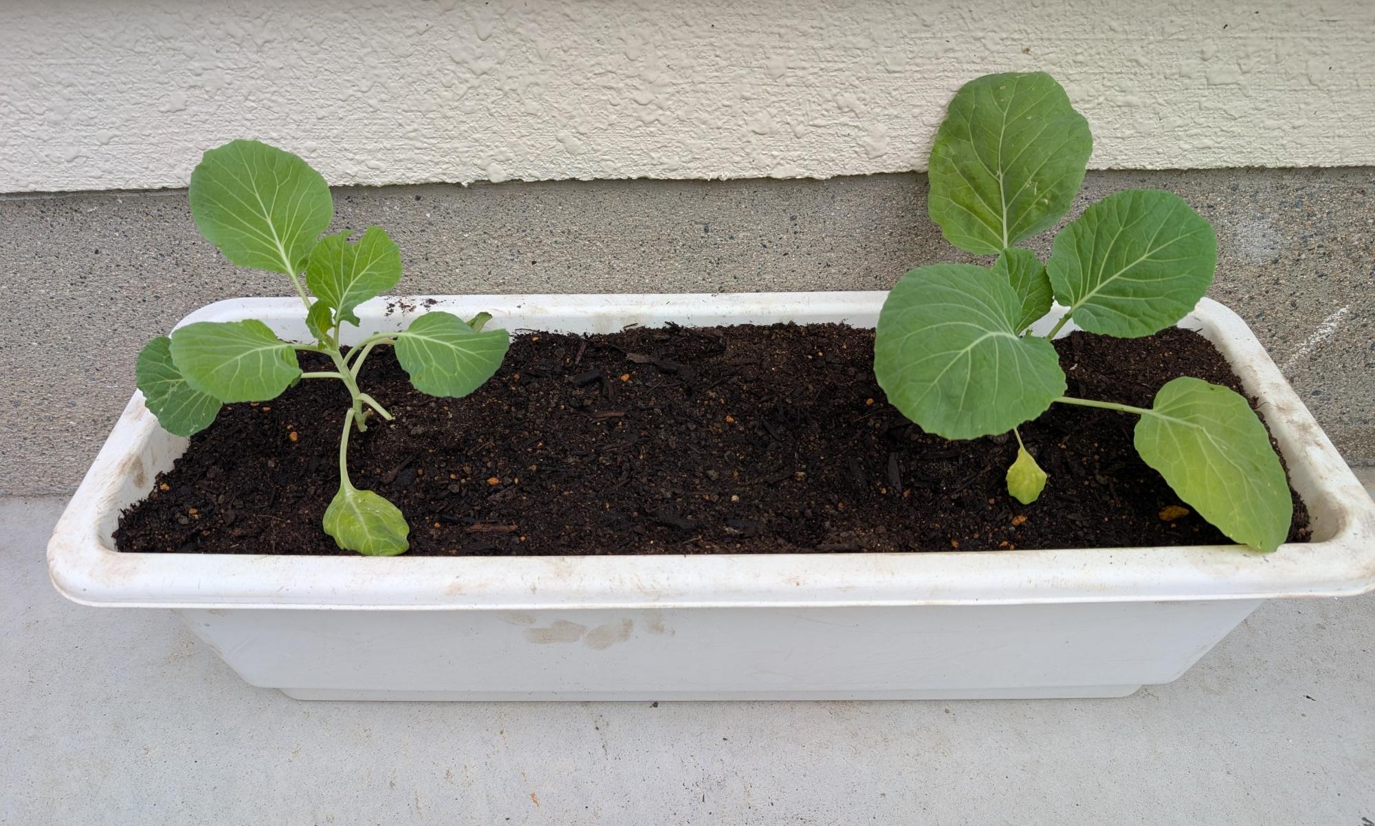 2年キャベツを育てよう