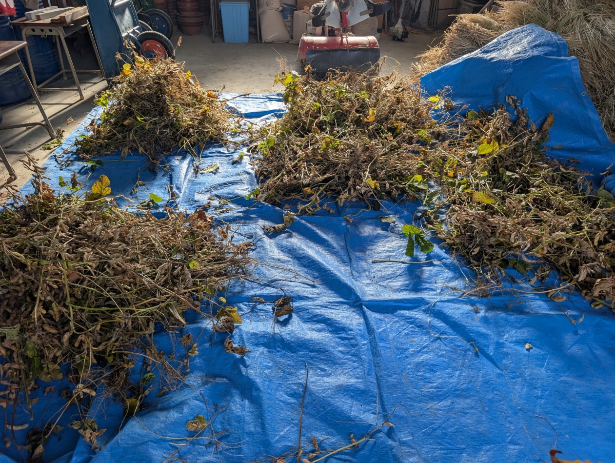 大豆の収穫