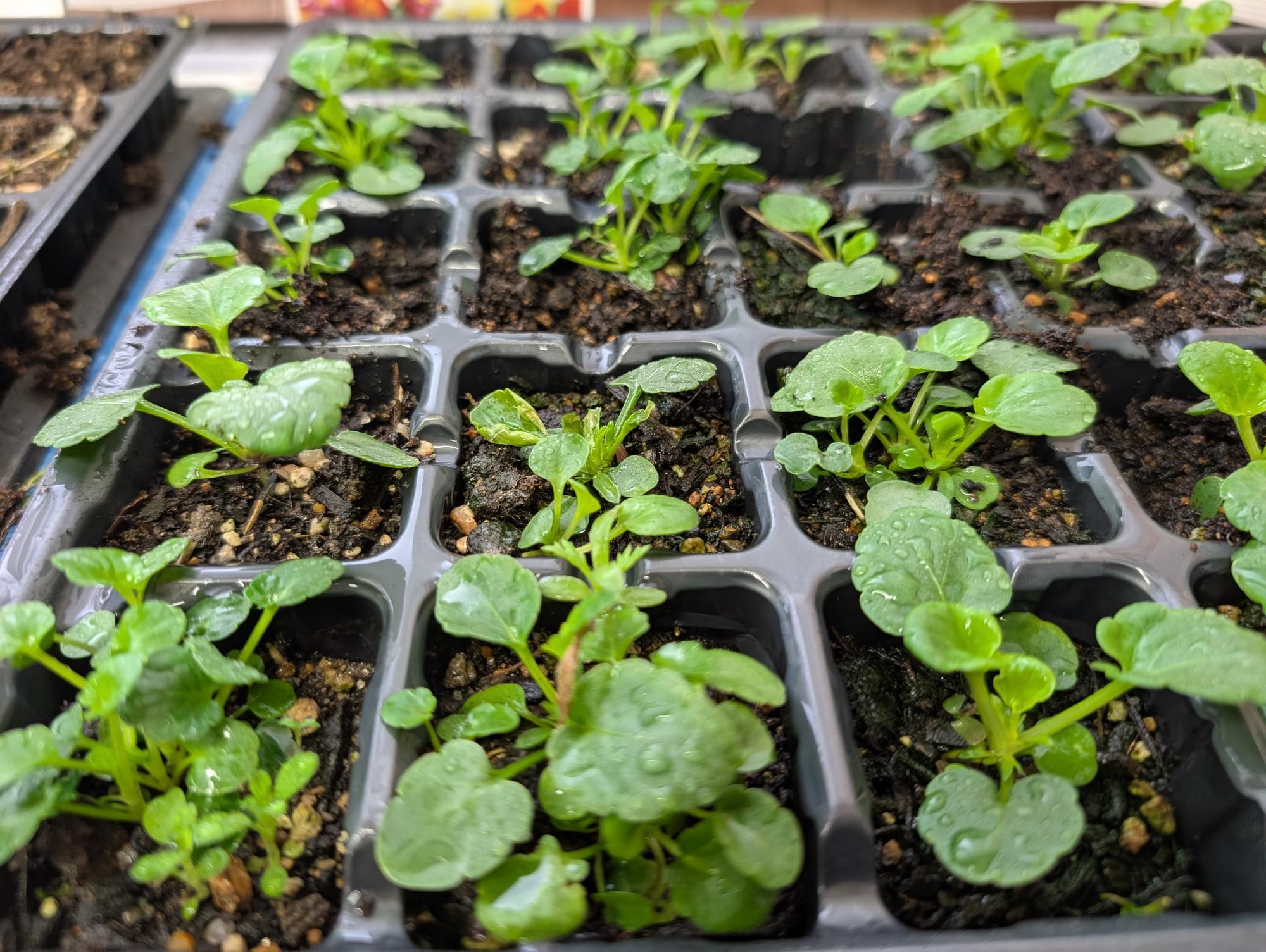 校長室パンジー苗