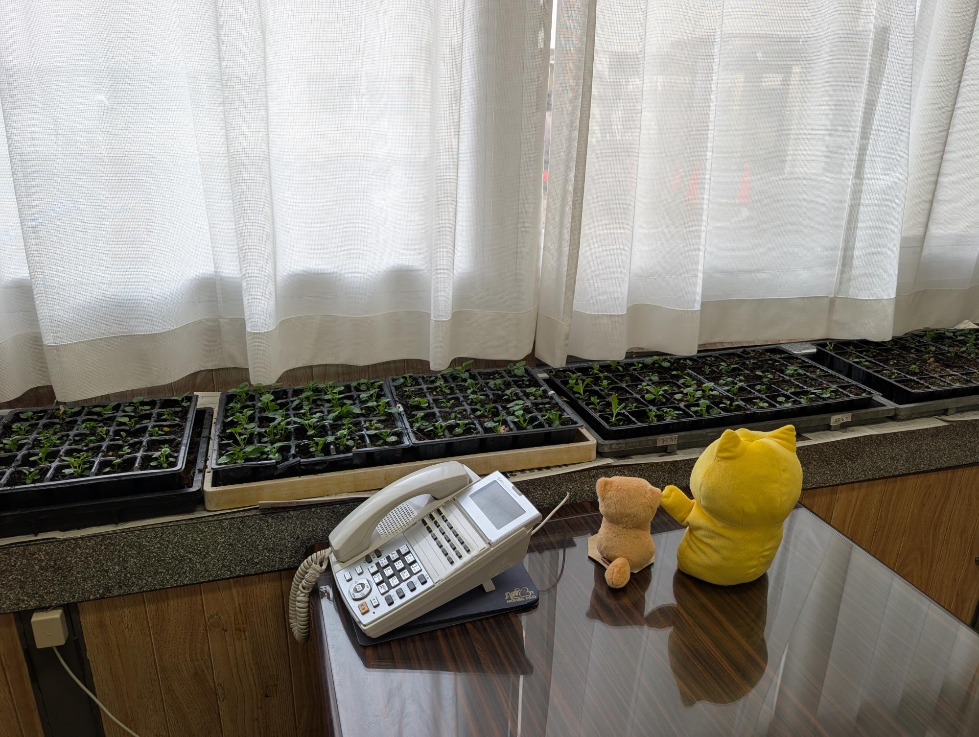 校長室パンジー育苗