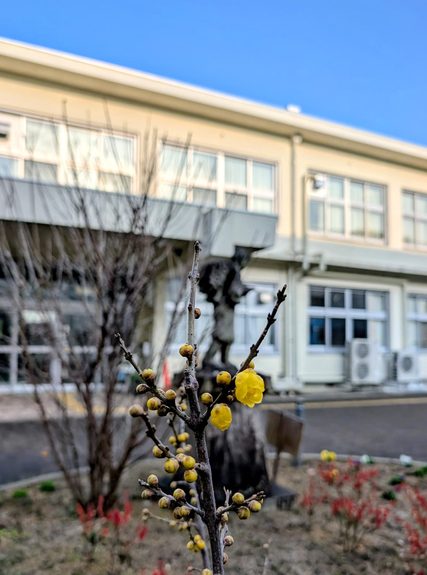 20260116平兵衛さん花壇ロウバイ