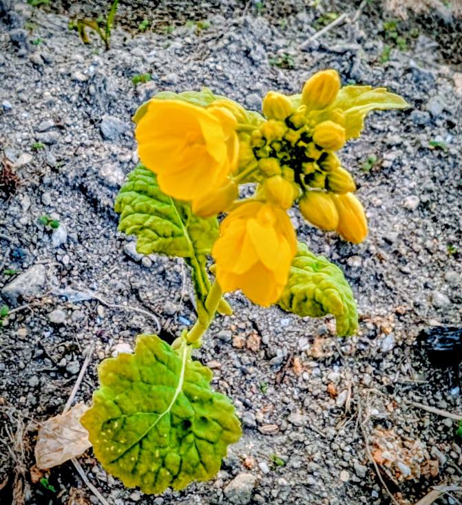 菜花の花
