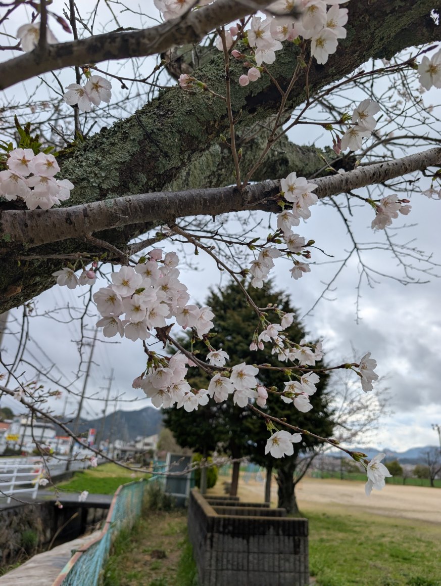 校庭の桜