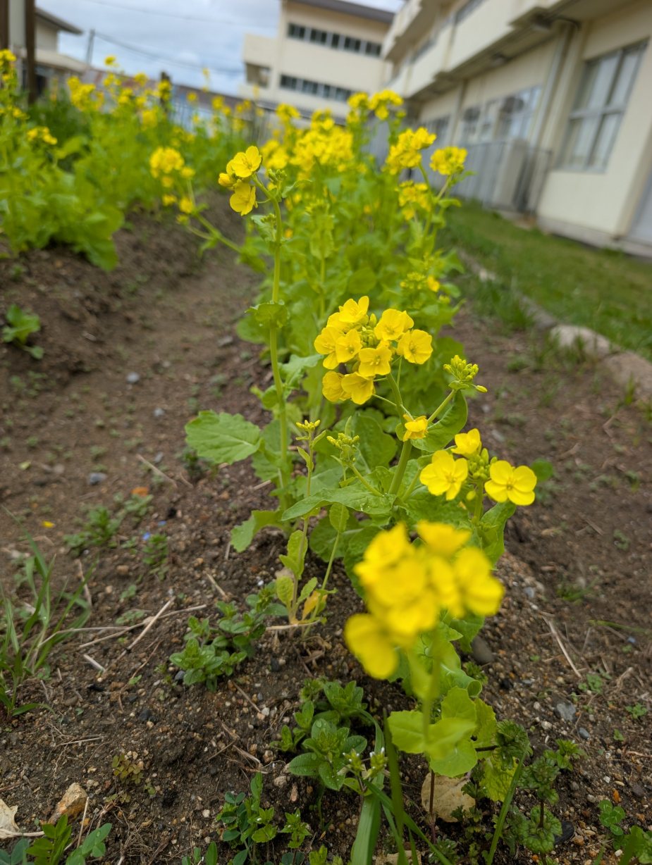 校庭の菜花