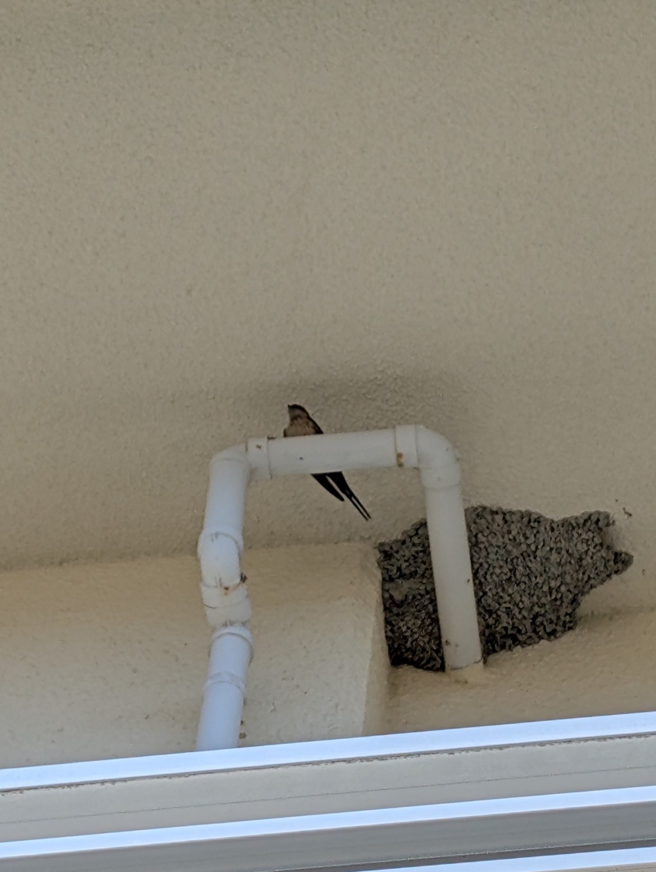 ツバメがとまっていました
