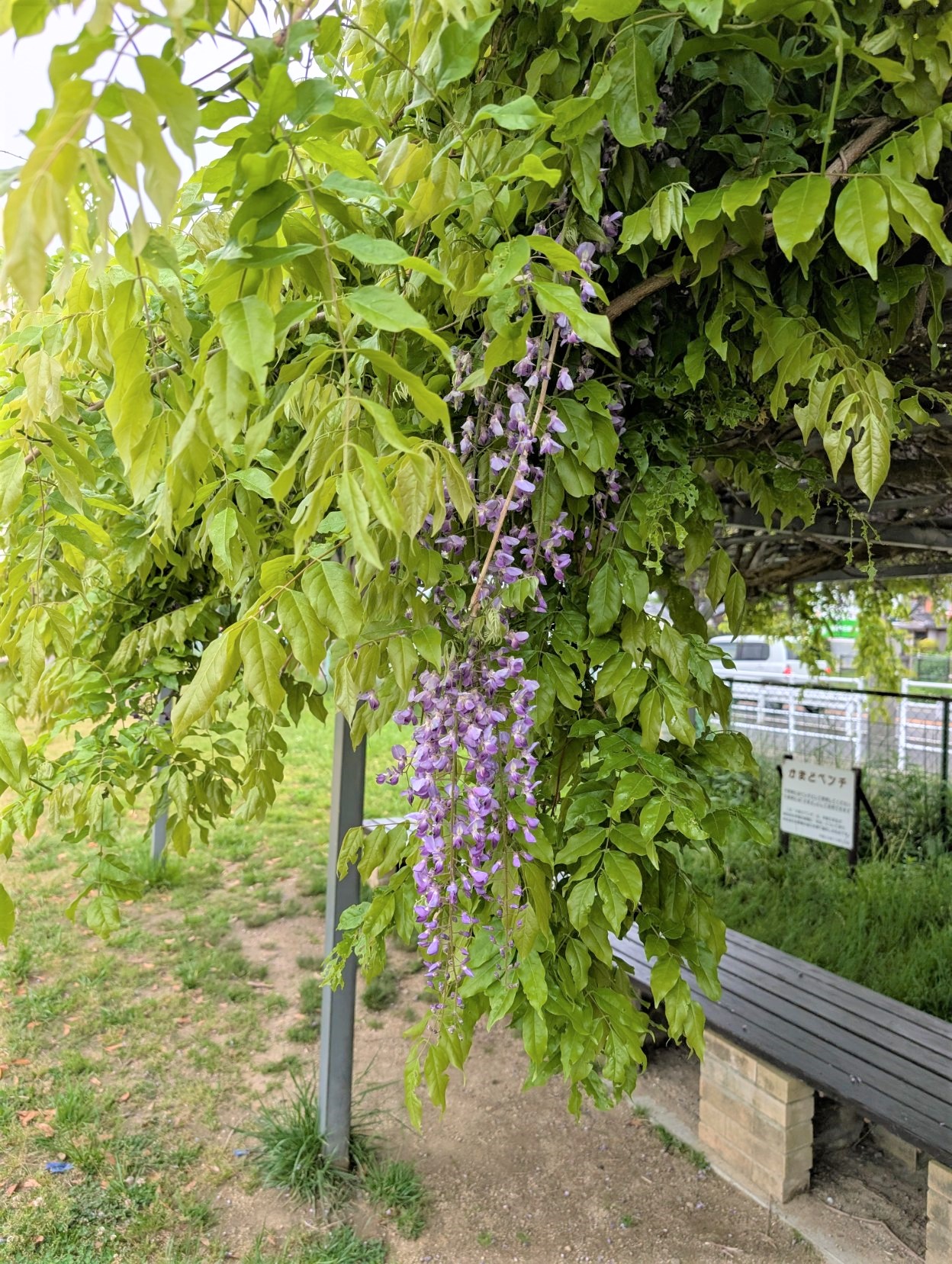 藤の花