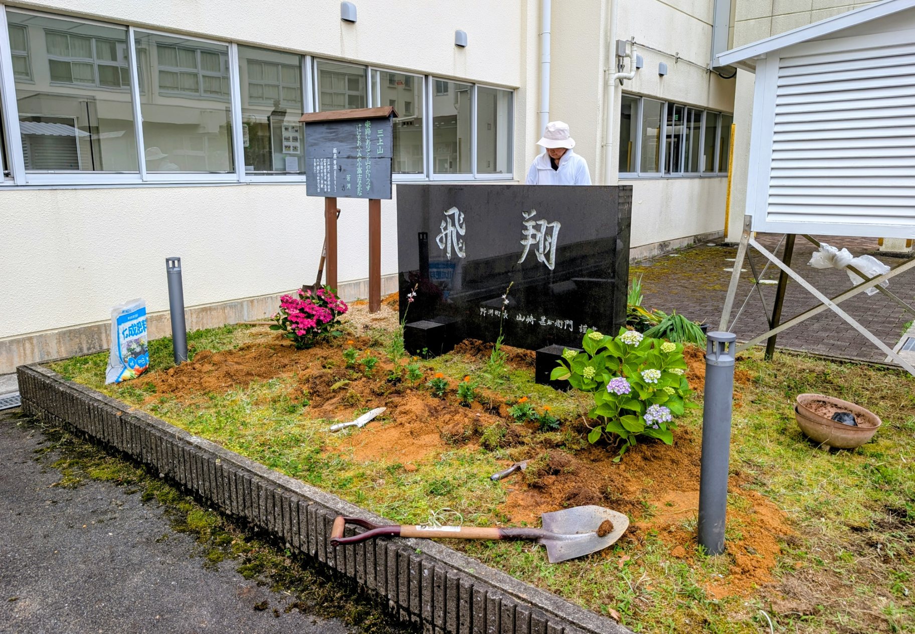 アジサイ植樹