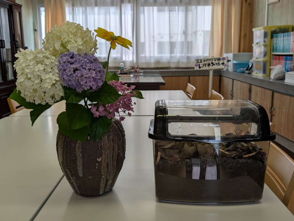 コミセンみかみからもらったカブトムシ