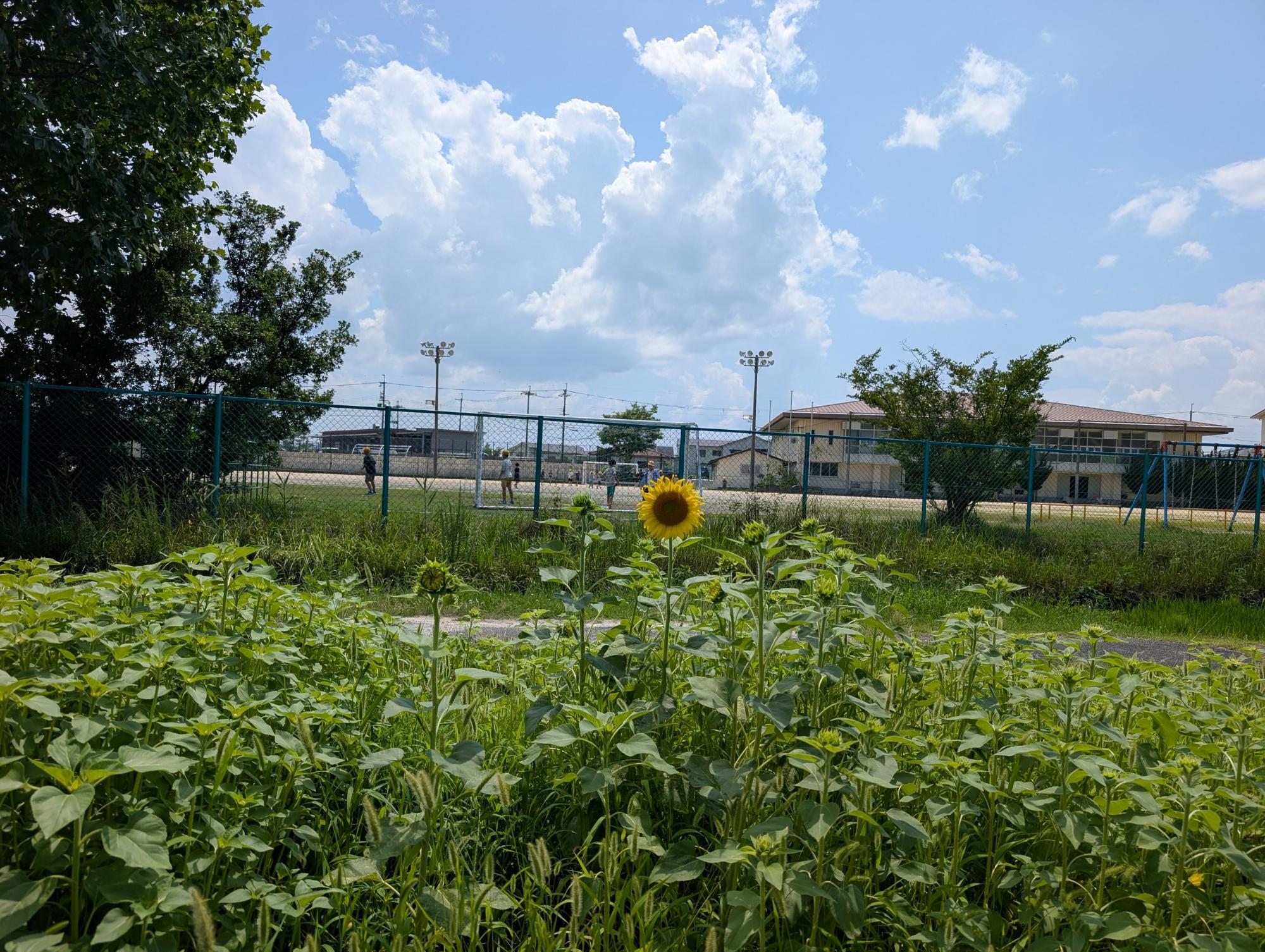 県道側畑ひまわりの花
