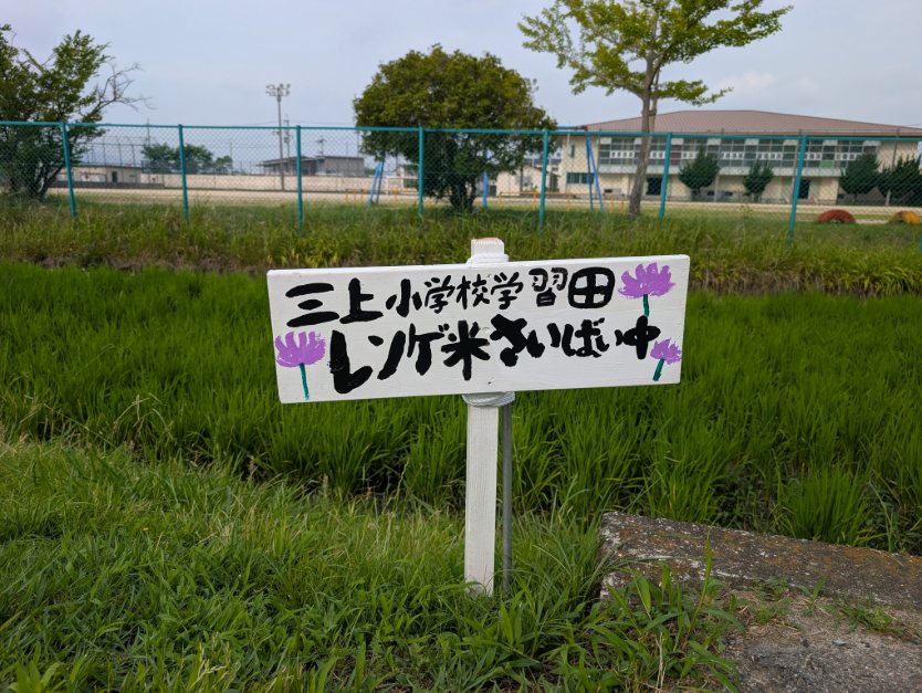 5年レンゲ米栽培中