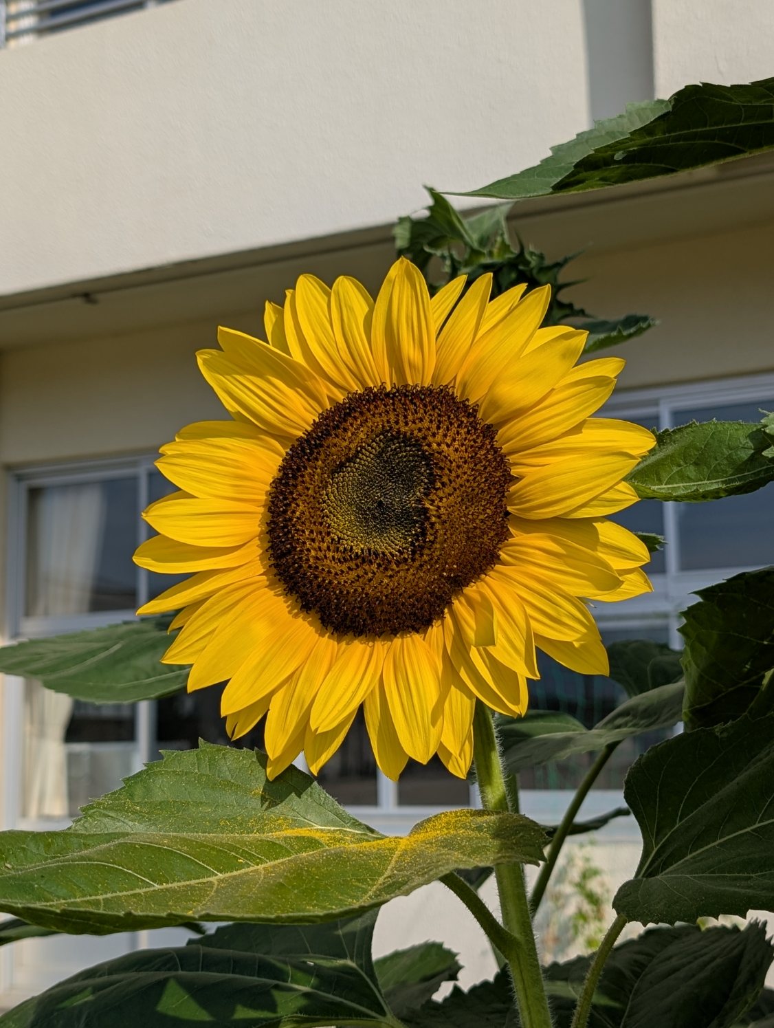 ひまわりの花