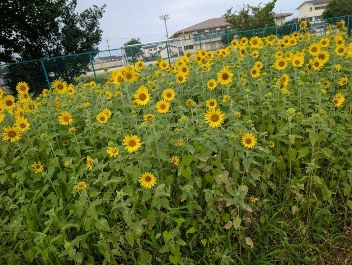 県道側ひまわり