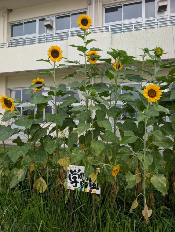巨大ひまわりがさきました