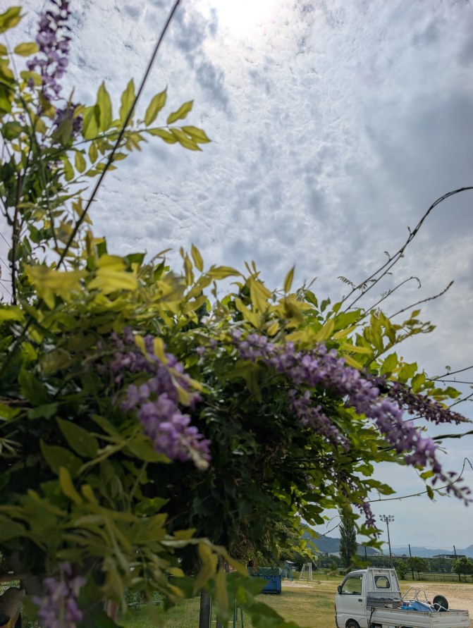 藤の花
