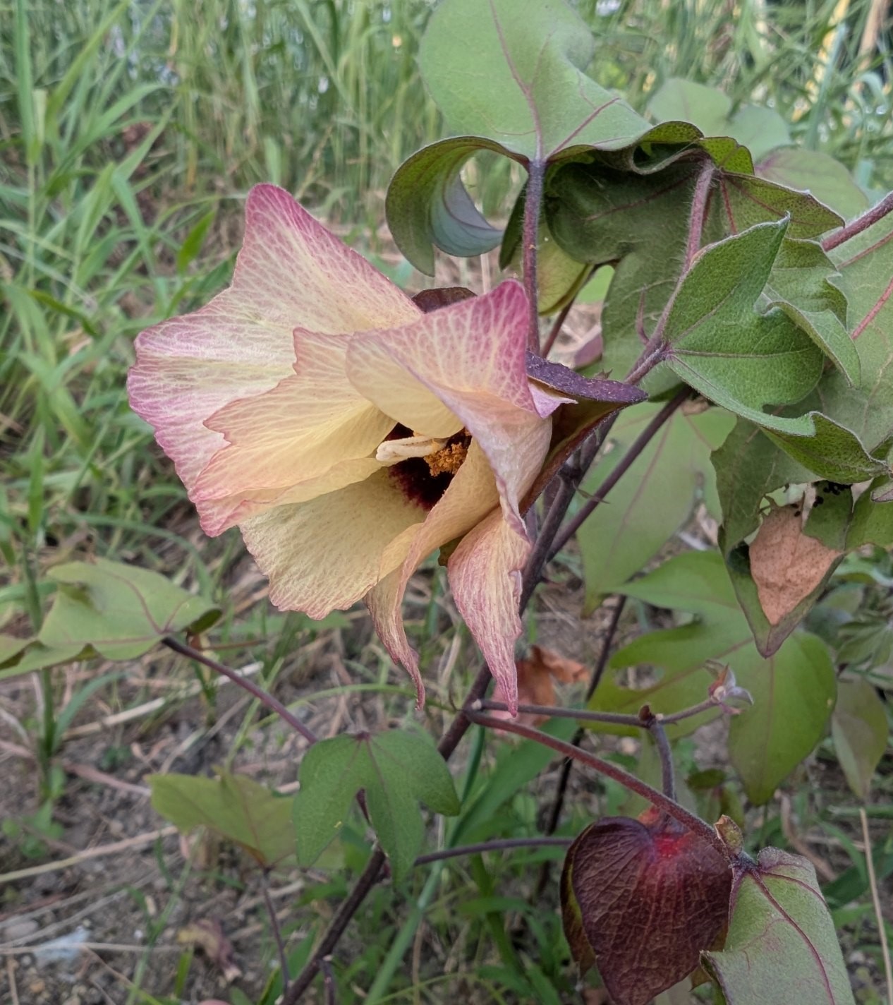 綿の花4