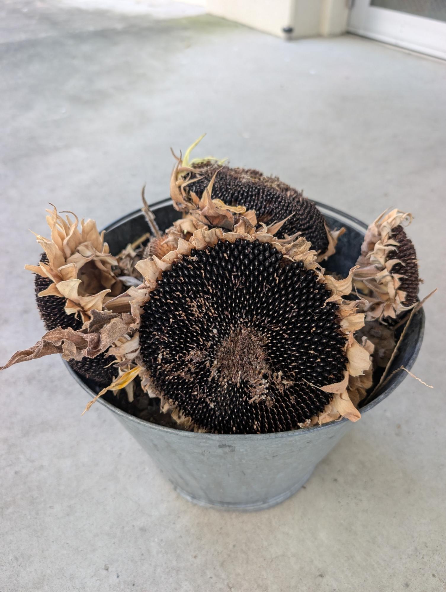 収穫したひまわりの花
