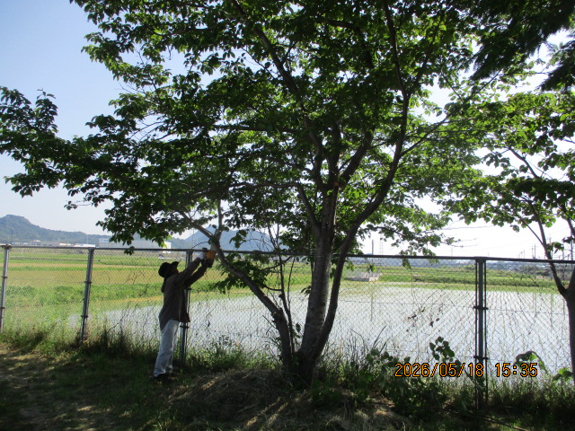 木の伐採2
