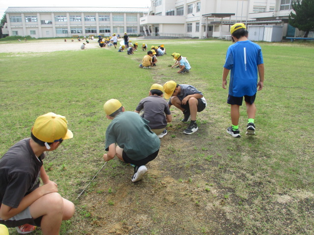 草取り大会