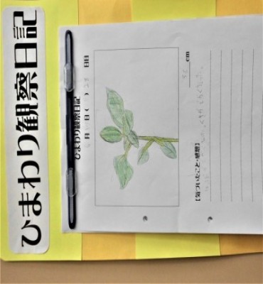 用紙の上半分にひまわりの茎や葉の様子がスケッチされ、下半分に感想が書かれたひまわりの観察日記の写真