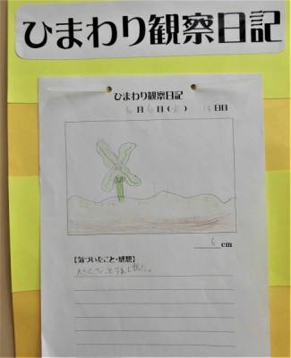 用紙の上半分にひまわり芽ののスケッチ、下半分に感想が書かれたひまわりの観察日記の写真